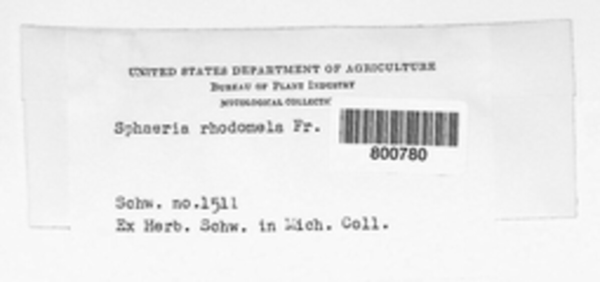 Sphaeria rhodomela image